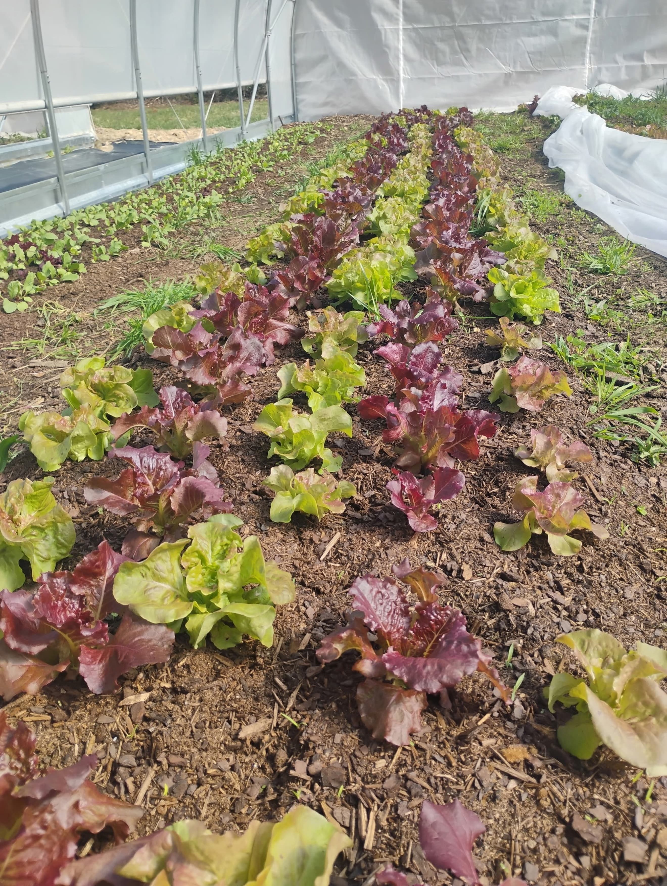 Lettuce with a Cos