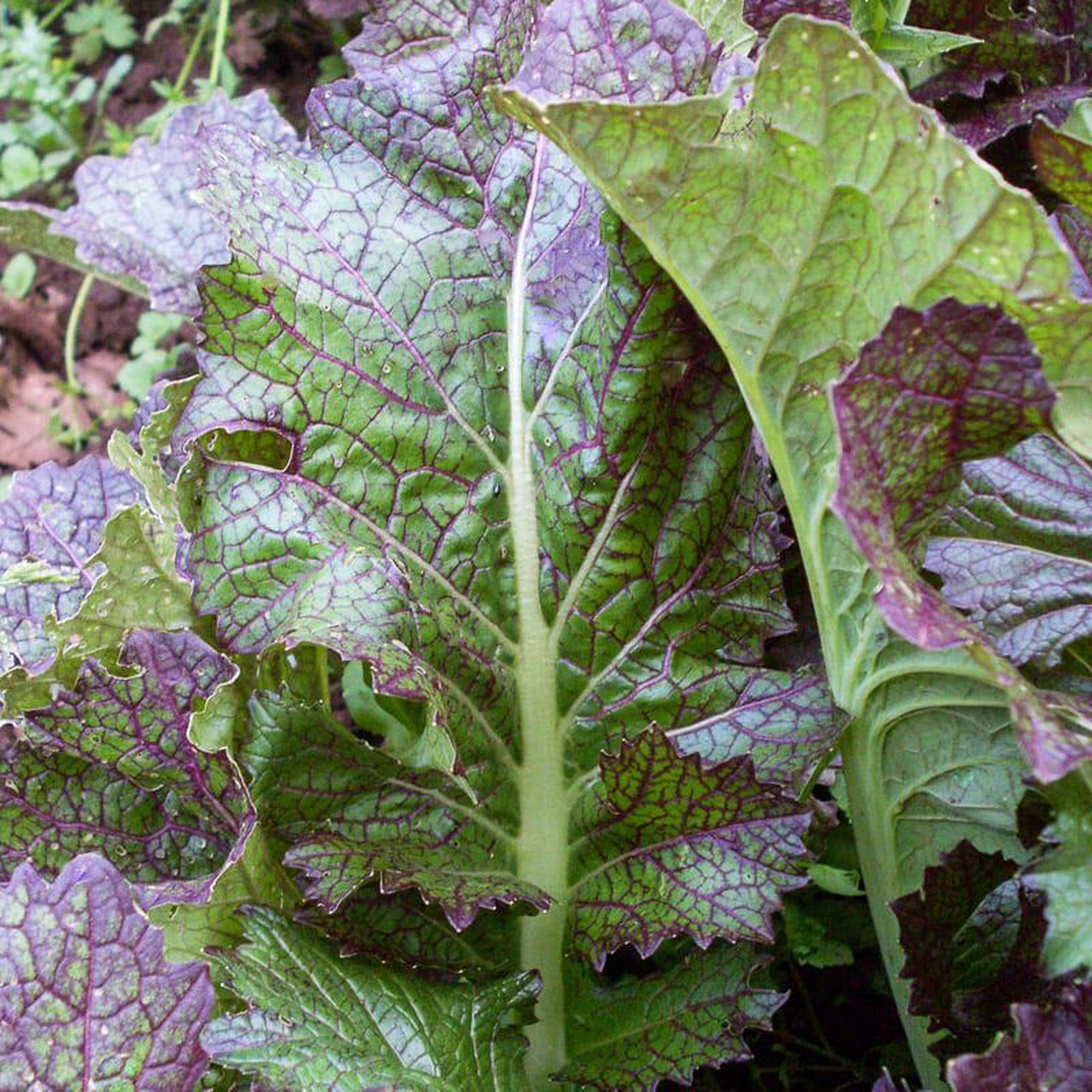 Mustard Greens, Dragon Tongue